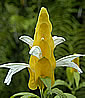 Pachystachys lutea